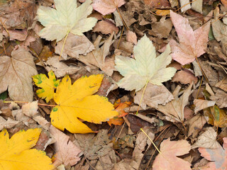 Autumn background with dry maple leaves.Texture or background