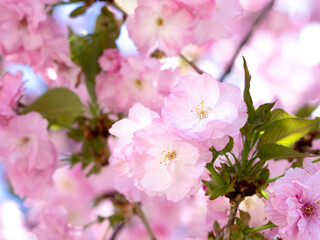 満開のヤエザクラ