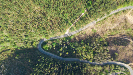 aerial view of poine tree plantation