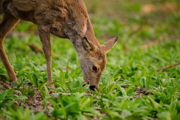 Red deer calf in the forest