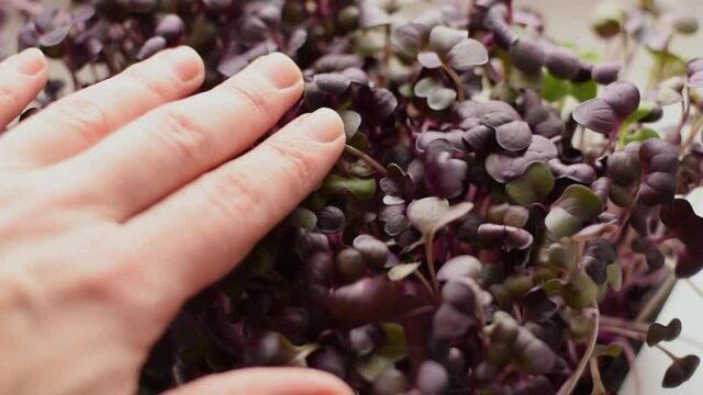 Radish sango microgreens with purple leaves close-up.Slow motion.The concept of healthy eating,vegan concept.Home gardening.