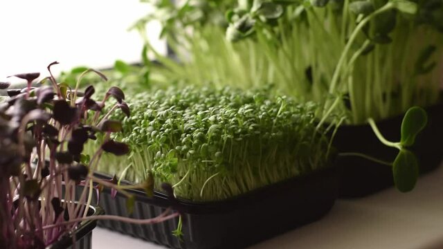 Microgreens of radish sango,sunflower and watercress salad grown in a tray on a home windowsill.The concept of healthy eating,vegan concept.Home gardening.Slow motion.