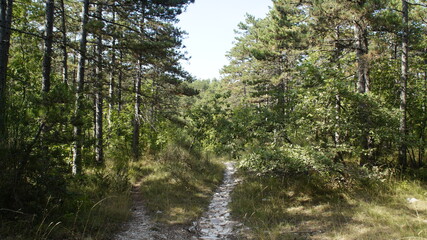 Vista lungo il sentiero sui monti delle Cesane nelle Marche