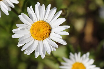 Obraz premium white daisy flower