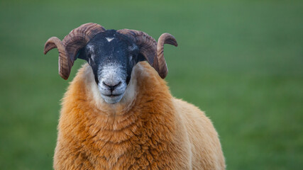 Portret owcy z kreconymi rogami