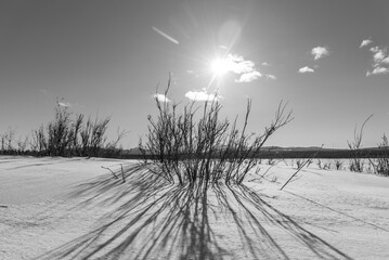 Greyscale abstract sunny winter day with shrubs, snow covered landscape, clouds, sun shining with grayscale theme. Taken in northern Canada during spring time. 