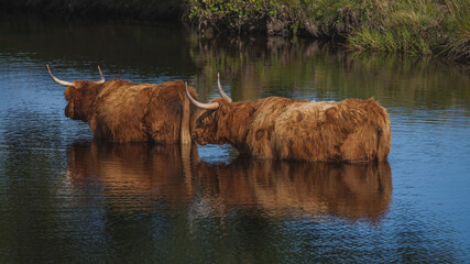 Szkockie krowy stojace w rzece
