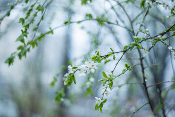 blossoming tree in spring, snow on white cherry flowers in spring, snow-covered flowering trees, natural phenomena, snow fell in april, selective focus on snow-covered grass