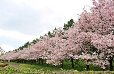 さくら並木　風景