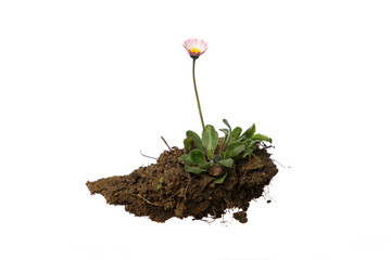 Gänseblümchen in der Erde