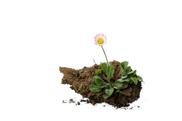 Gänseblümchen in der Erde
