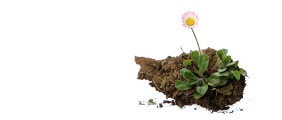 Gänseblümchen in der Erde