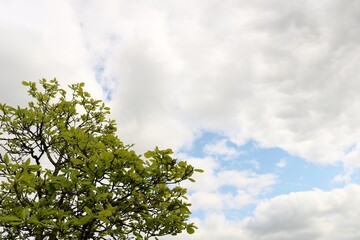 春の空　新緑　風景