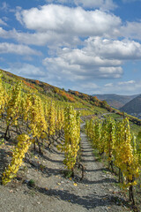 Wanderweg durch den Weinberg,Ahrtal,Deutschland