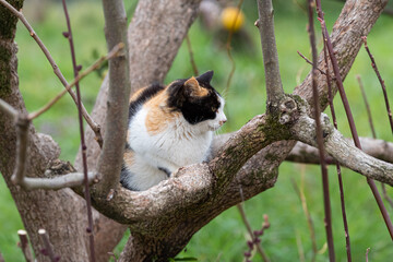 木の上の猫　三毛猫