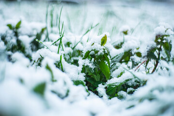 snow on green grass in spring, natural phenomena, snow fell in April, selective focus on snowy grass