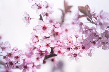 Spring nature background with flowering. Beautiful nature scene with a blossoming tree of flowers and a flash of the sun. Sunny day. Spring flowers. A beautiful orchard. Abstract blurred background.