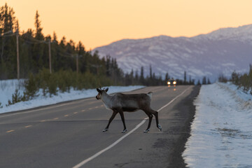 Single female caribou walking across the Alaska Highway in northern Canada during sunset with wilderness, mountains and orange pastel background. 