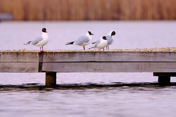 Black-headed gulls on the lake