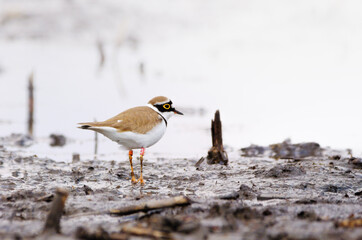 Little-ringed plover on the lake shore , small shorebird
