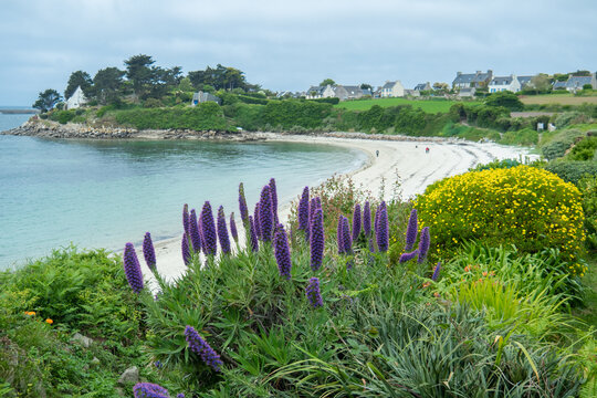 Beautiful garden with flowers on ile de Batz, Bretagne, France.