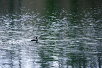 The female cormorant swims on the lake. Water ripples. Great cormorant (Phalacrocorax carb) in the wild.