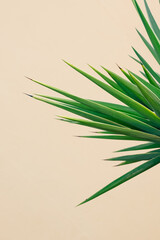 Plants green fashion wallpaper. Palm leaf on white wall background. Minimal tropical design. Travel holiday relax nature concept. Canary Islands