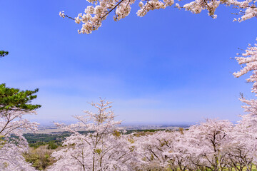 宮城県北部の加護坊山　桜満開