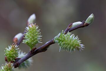 Willow branches with fluffy cats with a blurred background. Soft and gentle spring background with copy space. Easter or Spring background with flowering willow branches against blue sky in sunlight.