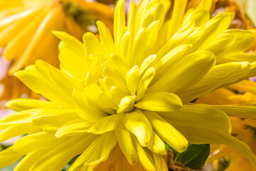 flower of home yellow chrysanthemum close up, selective focus