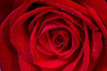 Red rose with drops falling slowly