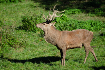 Hirsch in der Brunft