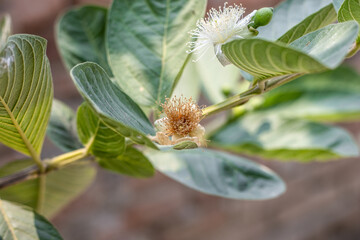 Guava branch with leaves and flowers close up in the garden