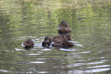 ducks in the water