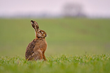 Brown hare - Lepus europaeus sitting on the field