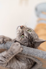 Naklejka na ściany i meble キャットタワーで遊ぶ　サバトラ猫