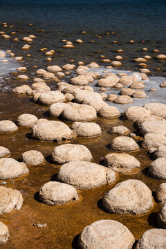 Lake Clifton Thrombolites 