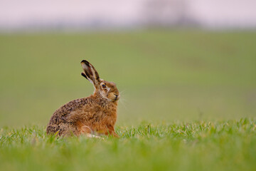 Brown hare - Lepus europaeus sitting on the field