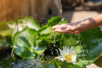 Water the plants from a watering Bucket of water. Watering ornamental  plants.