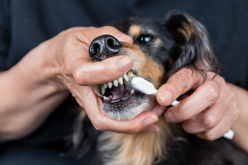愛犬の歯を歯ブラシを使って磨く