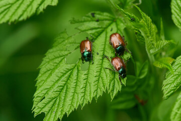 	
Gartenlaubkäfer (Phyllopertha horticola)	
