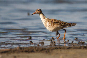 Ruff - Calidris pugnax - wading bird on the lake