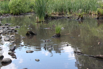 Naklejka na ściany i meble ducks in the pond