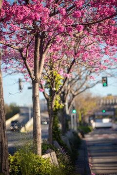 Pink lapacho tree in Buenos Aires