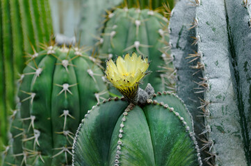 In the botanical garden a yellow flower bloomed on a cactus