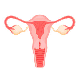 Healthy uterus with ovary, cervix, fallopian tubes icon, vector illustration cartoon flat style design, isolated on white. Colorful graphics