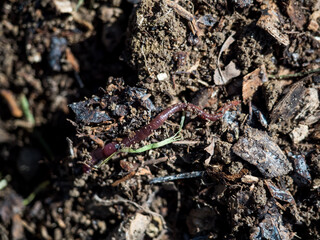 Earthworm on a permaculture fertile rich soil with shredded wood