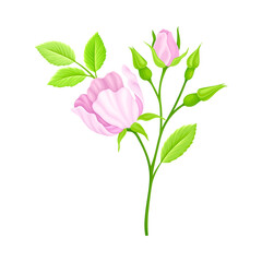 Rosa Canina or Dog Rose with Pale Pink Flower and Green Pinnate Leaves on Stem Vector Illustration