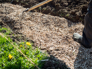 Farmer raking shredded wood on top of a permaculture trench with wood logs and and grass in...