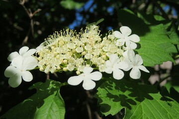 White viburnum flowers in the garden in spring, closeup